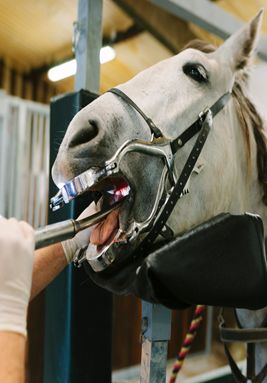 EQUINE DENTAL TOOLS