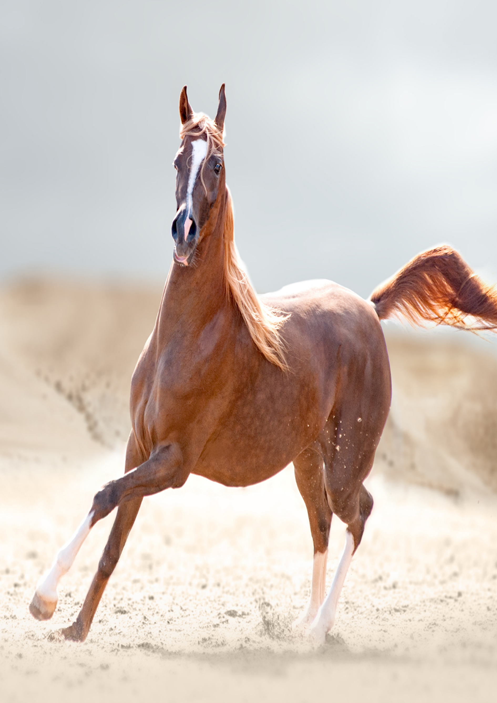 EQUESTRIAN PRODUCTS