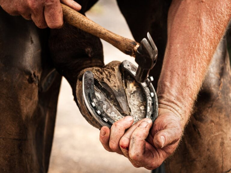 FARRIER TOOLS