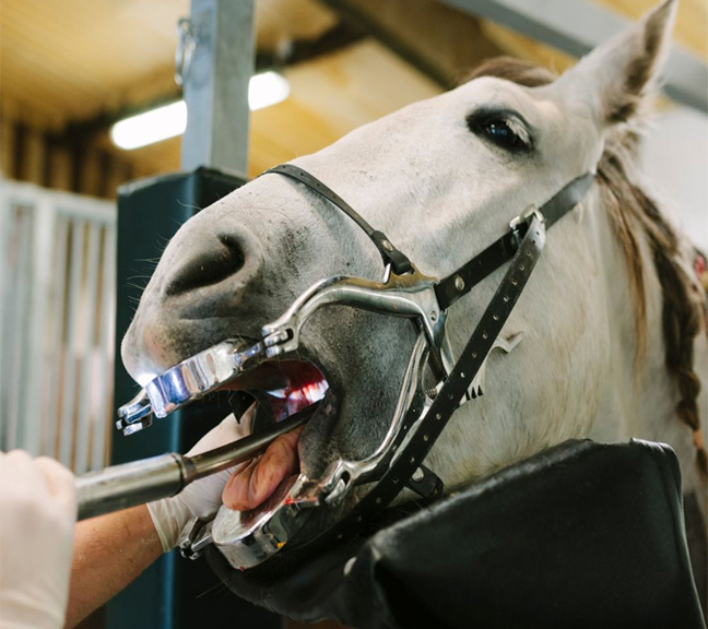 EQUINE DENTAL TOOLS