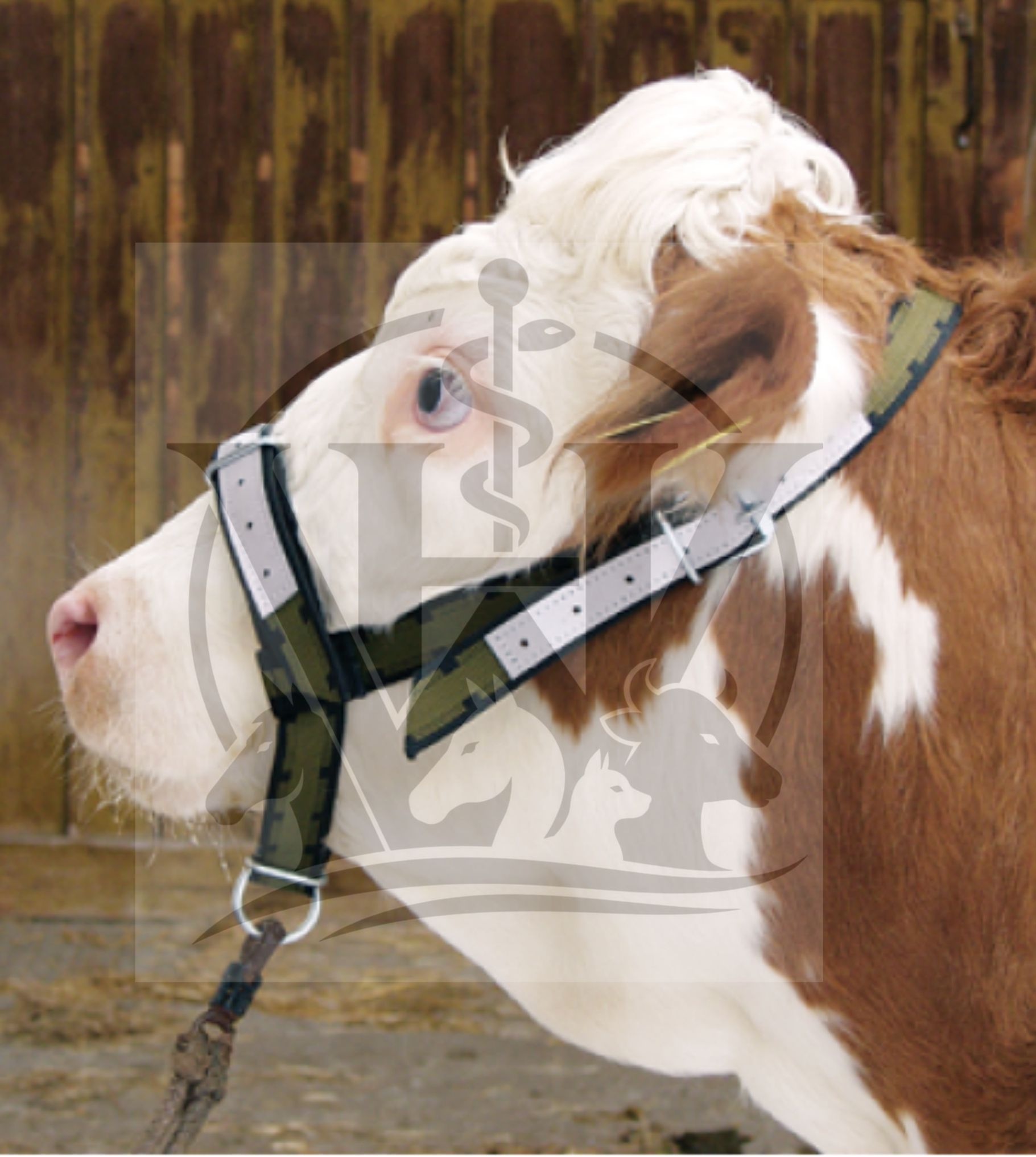(WI-479) COW NYLON BRIDLE - WITHOUT CHAIN
