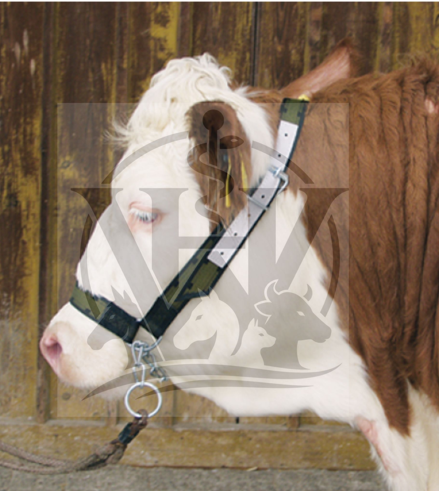 (WI-480) COW HEADBAND - WITH CHIN TENSIONER