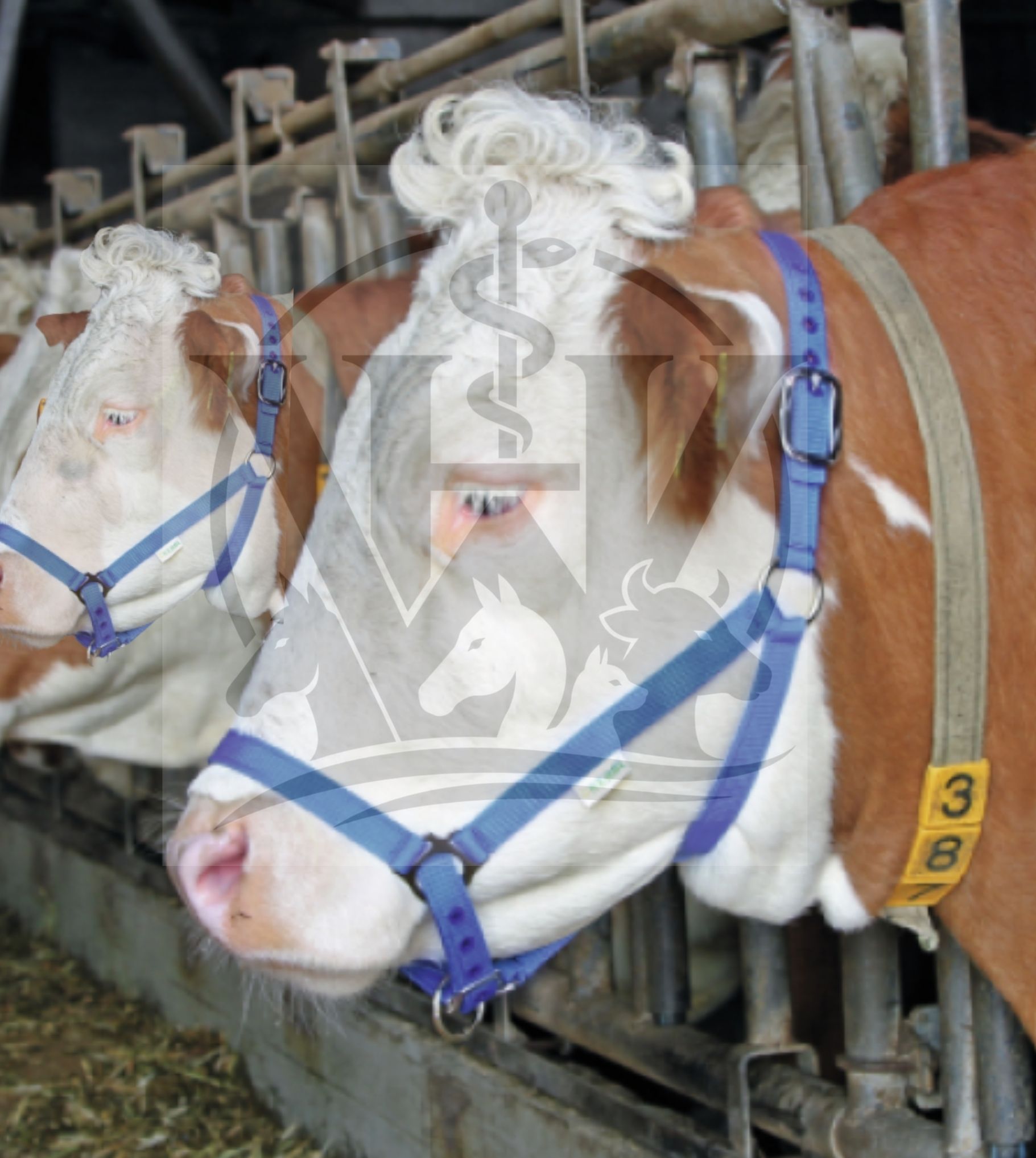 (WI-481) BLUE COW LEATHER NYON HEADSTALL - DOUBLE ADJUSTMENT